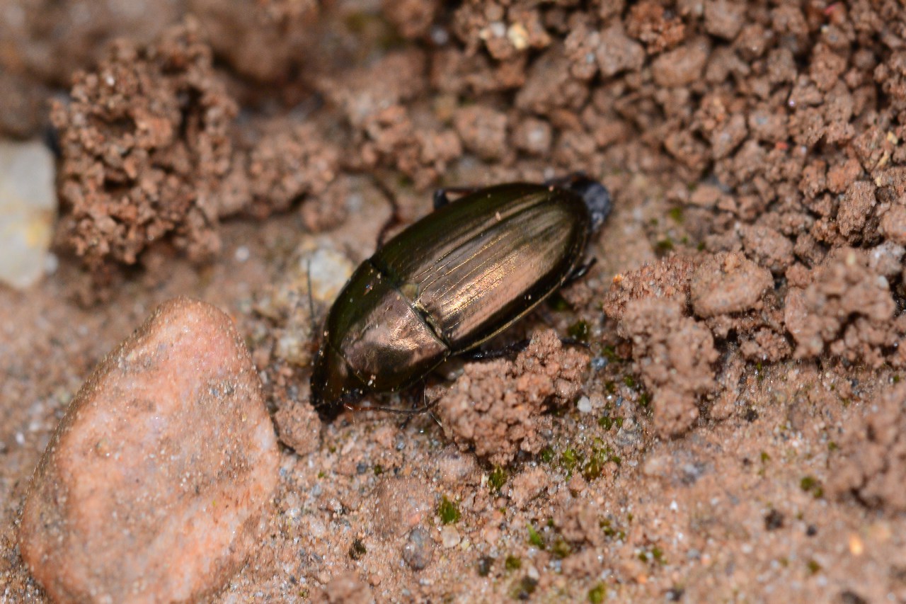 Amara aenea Amara aenea